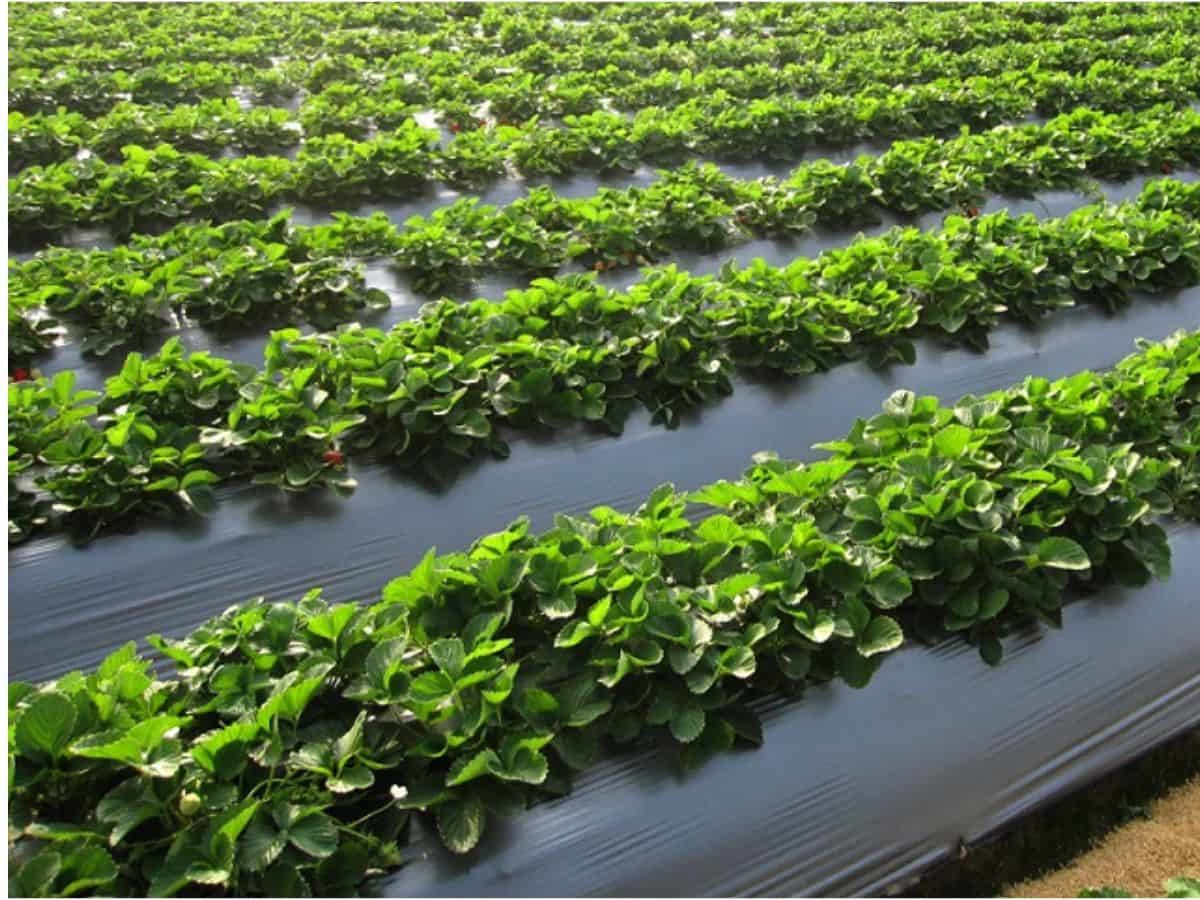 Mua bạt phủ chống cỏ dại "Uy tín, chất lượng, giá tốt" trên thị trường