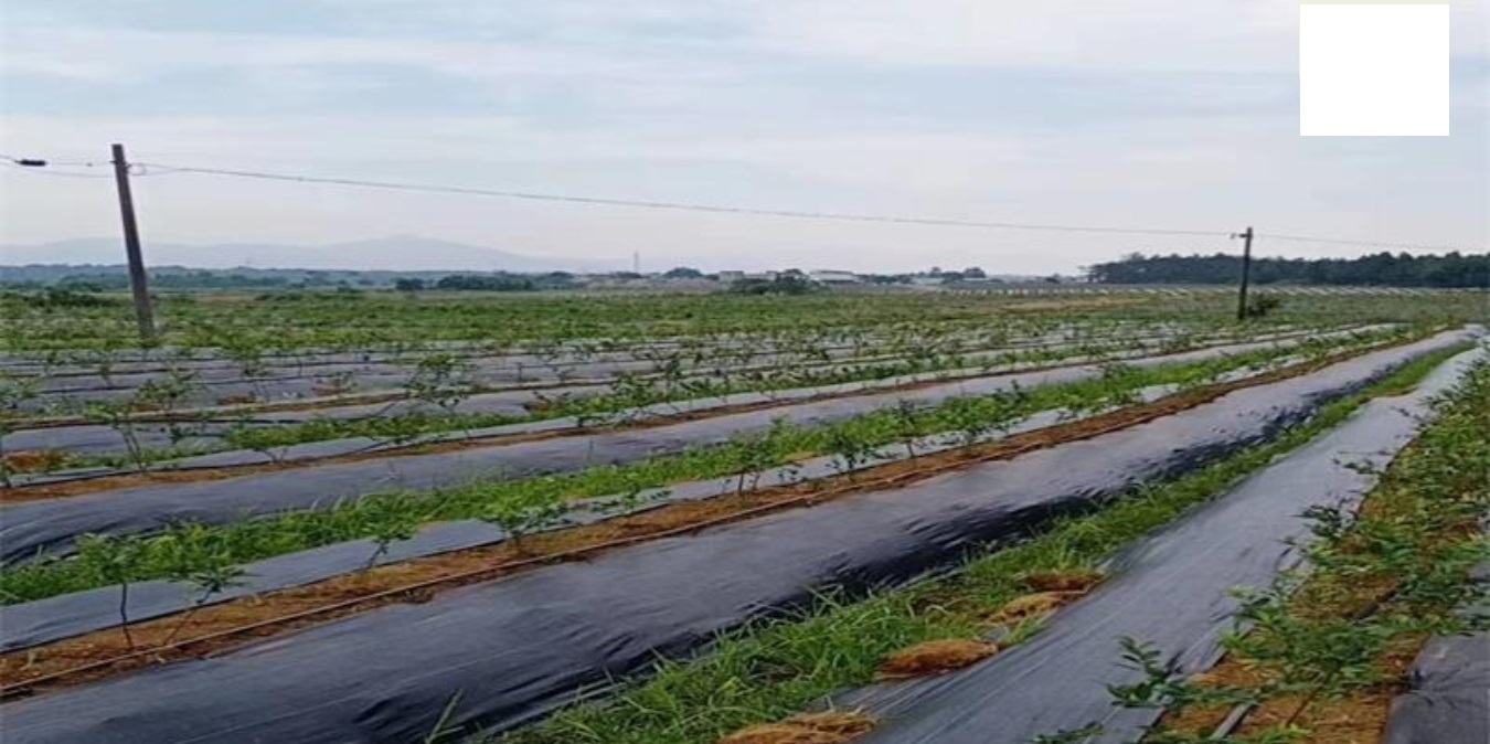 Báo giá bạt phủ chống cỏ trải nền đất nông nghiệp siêu cạnh tranh